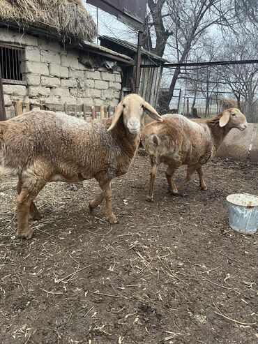 Бараны, овцы: Продаю | Овца (самка) | Для разведения — 1