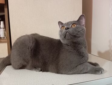британец золотая шиншилла цена: Британская короткошёрстная, 1 год, Мальчик, Серый, Приучена к лотку, С прививками, Кастрирована