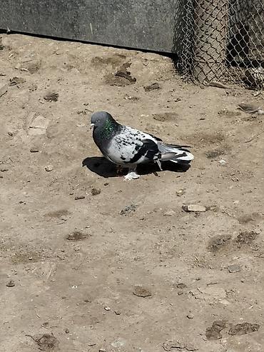 tovuz qusu satilir: Qizgin Takla erkey satilir ciddi alıcılar yazsın — 3