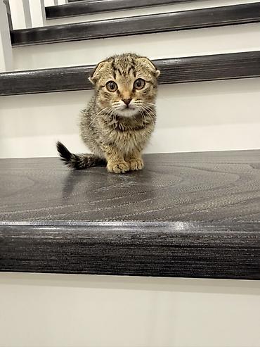 Продажа кошек: Шотландский вислоухий котёнок (Scottish Fold) - Окрас: браун табби — 5