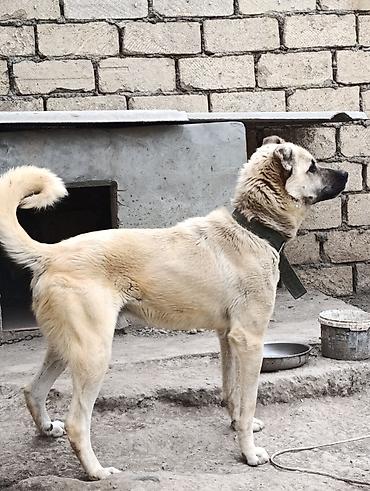 it adlari xarici: İt – böyük cüssəli, açıq-bej rəngli, qısa tüklü, qara maskalı baş — 2