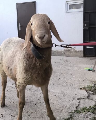 домик для животных: Продаю | Ягненок | Арашан | Для разведения | Племенные