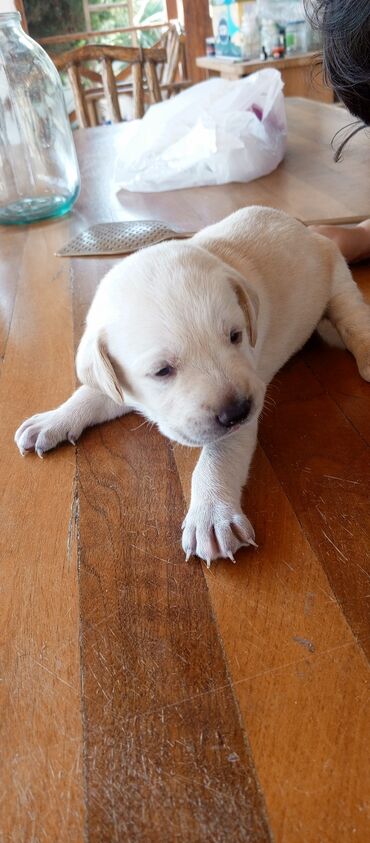 it pomeran: Labrador-retriver, 1 ay, Erkek, Ünvandan götürmə