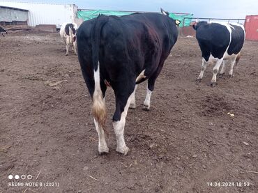 Коровы, быки: Продаю | | Голштин | Для молока | Стельные