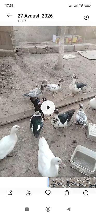 bala qoyun: Satılır müxtəlif rəng çalarlarında ördəklər və ördək balaları — 1