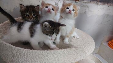 Pişiklər: Britan, Erkək, Dişi, Yaxşı əllərə, Ödənişli çatdırılma — 7