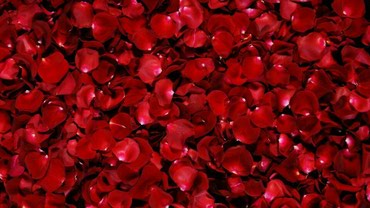 розы из 7 лепестков: Лепестки роз за 1 кг Подарок цветы цветок голландские розы