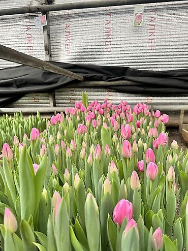 Садовые цветы и кустарники: Луковицы цветка: Тюльпаны, Бесплатная доставка — 3