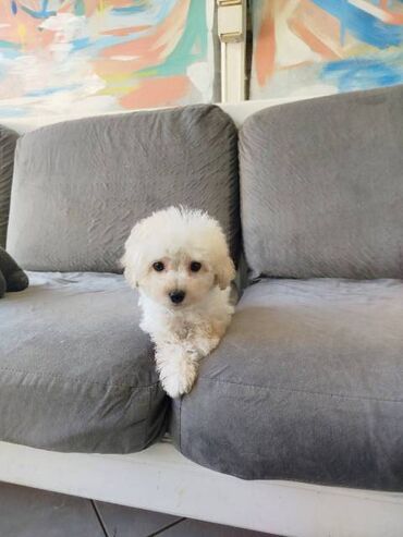 Psi: Bišon pudla štenci Štenci bi-pu, kombinacija bišon-pudla, stari 2 — 17