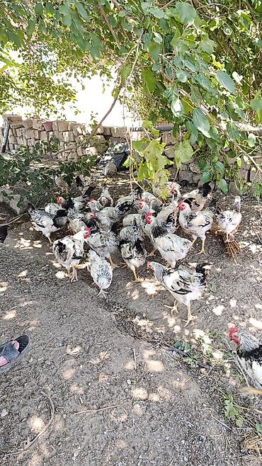 jersey cinsi: Ağ-qara rəngli yerli ət-yumurta istiqamətli toyuqlar (xoruz və fərə — 4