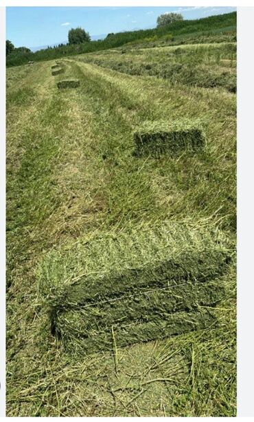Корма для с/х животных: Срочно Продаю тюки клевера, с поля, цена 240 имеется 1000 штук ! at lalafo.kg Корма для с/х животных: Срочно Продаю тюки клевера, с поля, цена 240 имеется 1000 штук !