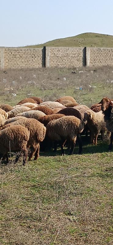 Qoyunlar, qoçlar: Mal-qara: Qoyun sürüsü Təsvir: - Şəkillərdə müxtəlif rəngli (qonur — 2