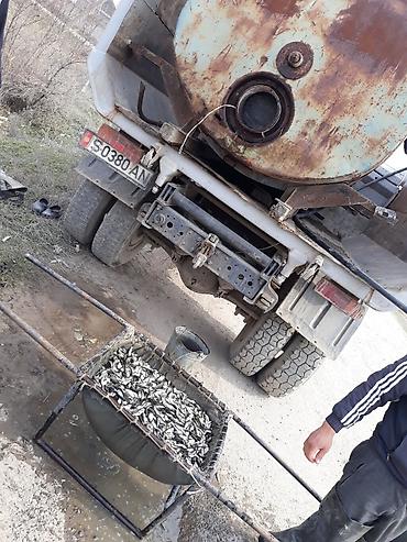 кукуруза на попкорн: Малек сигалетка толстолобика амур карпа есть доставка машинами — 8