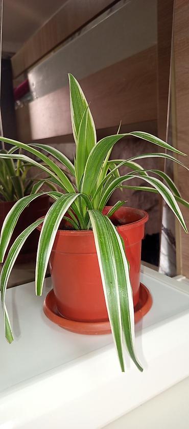 ev bitkisi: Xlorofitum (Spider Plant) – dekorativ yarpaqlı otaq bitkisi güllerim — 1