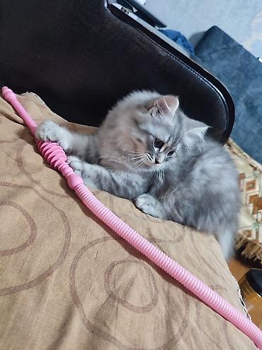 Pişiklər: Britan — 5