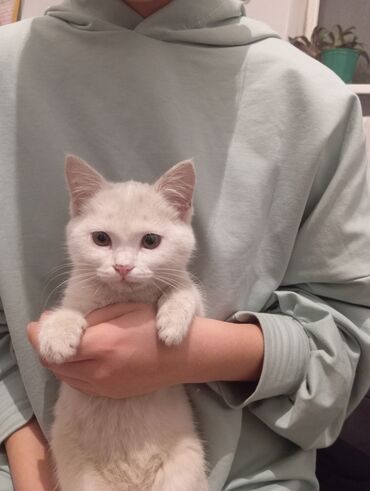 мейн кун бишкек питомник lyubushka купить котенка цена фото: Као-мани, 3 месяца, Девочка, Белый, Приучена к лотку