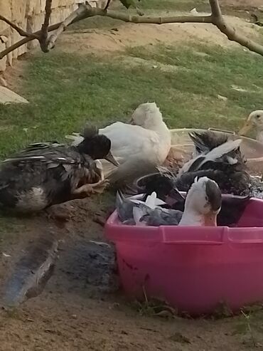 Ördəklər: Ev şəraitində bəslənən ördəklər - Növ: məişət üçün saxlanılan — 8