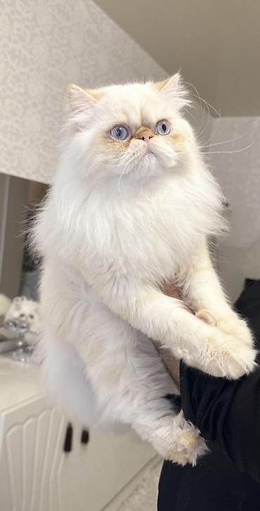 mor rəng: Fars, Erkək, Cütləşmə üçün — 1