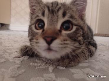 потерялся кот объявление: Кошка даром: Беспородная, 10 месяцев, Девочка, Кастрирована, Метис, Приучена к лотку — 5