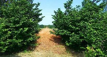 fatmayi baglari torpaq satilir: 180 sot, Kənd təsərrüfatı, Kupça (Çıxarış) — 6