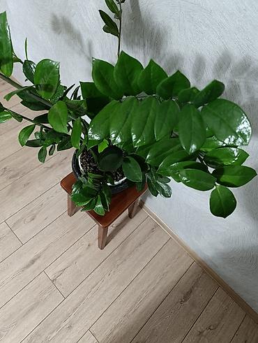 Замиокулькас (долларовое дерево) в горшке - Крупный куст с