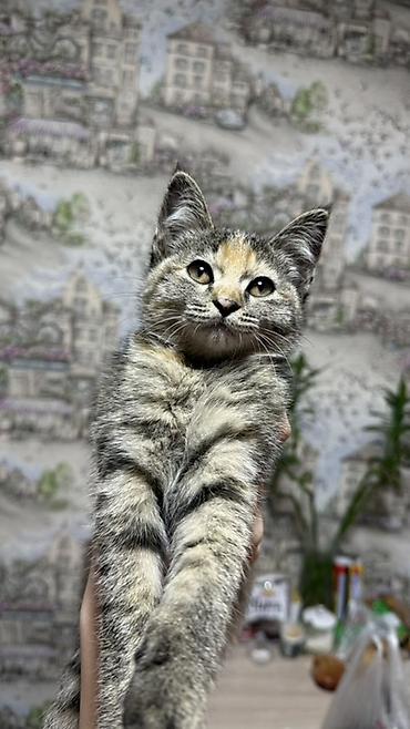 үй жаныбарлары: Котята-домоседы, короткошёрстные, домашнего разведения. - Возраст — 1