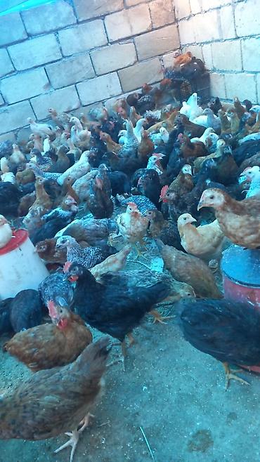feniks qusu: Salam tam saglam colpalar satilir isdeyen elaqe saxlasin — 2