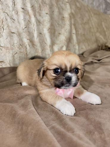 Pekines, 1 ay, Dişi lalafo.az -da Pekines, 1 ay, Dişi