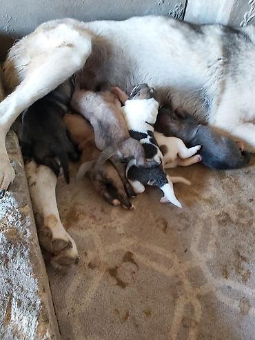 Kucuy isteyen elaqe.saxlasin
3.erkek 3 diwi lalafo.az -da Kucuy isteyen elaqe.saxlasin
3.erkek 3 diwi