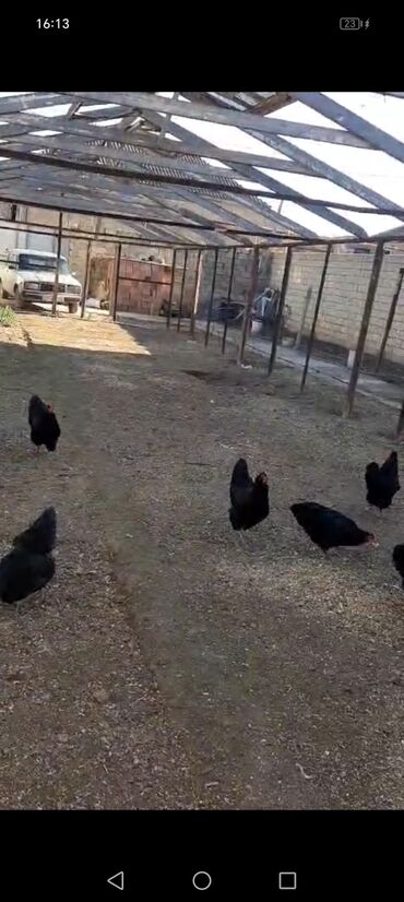 купить собаку в: Satılır: Australorp Toyuqlar və Xoruz – 1 illik 📍 Ünvan: Xırdalan 🐔