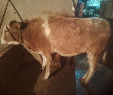 Dana, buzov: Satılır: cins dana - Növ: iribuynuzlu (dana) - Rəng: açıq qəhvəyi — 7