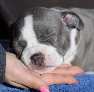 Psi: Odgajivacnica King of Montenegro predstavlja novo leglo i jedinstvenu na lalafo.rs — 7 Psi: Odgajivacnica King of Montenegro predstavlja novo leglo i jedinstvenu — 7