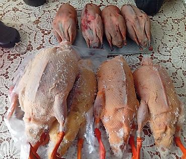 Other bird meat: Qaşqaldağ Bilənlər bilir necə dadlı olur Cəkisi gəlir 500 qram 600 -da lalafo.az — 4 Other bird meat: Qaşqaldağ Bilənlər bilir necə dadlı olur Cəkisi gəlir 500 qram 600 — 4