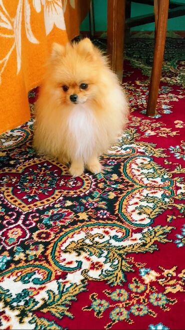 İtlər: Şpitz — 6