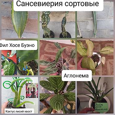 куплю дизельный генератор б у: Продаю цветы — 1