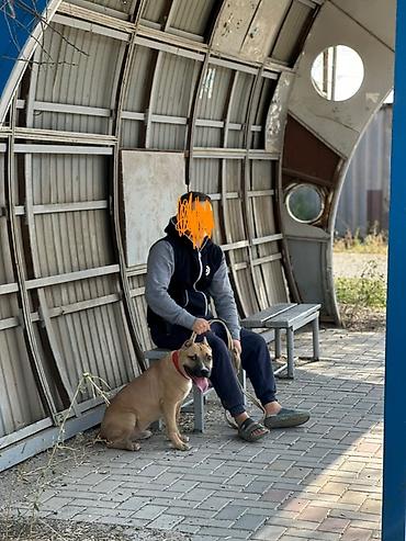 Иттер: Ит бекер берилет: Питбуль, 6 айлык, Эркек — 1