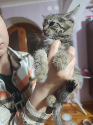 отдаю котят: Котята домашние, короткошёрстные, окрасы: тигровый табби и серый — 7