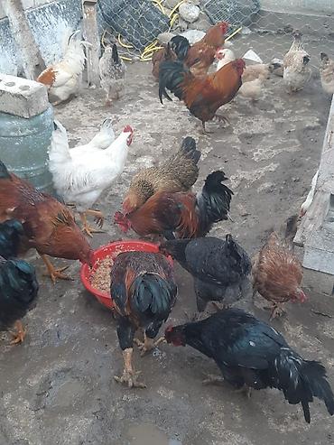 Куры, петухи: Продаю | Петух, Куры | Домашняя | На забой, Для разведения, Несушки — 1