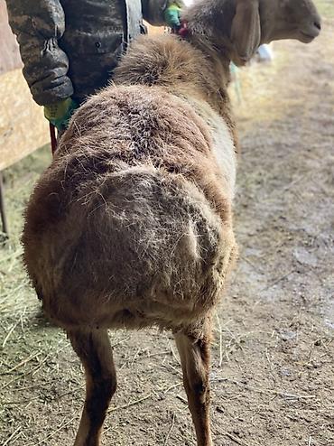 Баран, овца: Продаю | Баран (самец) | Для разведения | Племенные — 3