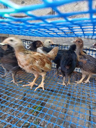 ingilis setter it cinsinin digər adı: Bir ayliq cucelere 2.50 saglam heyvanlardi 20 dene unvan Neftçala