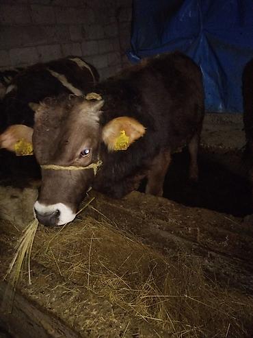 Коровы, быки: Продаю | Бык (самец) | Полукровка | На откорм | Привязанные — 3