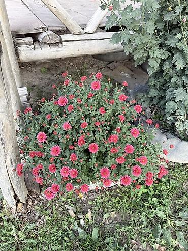туя шаровидная danika: Рассада — 2