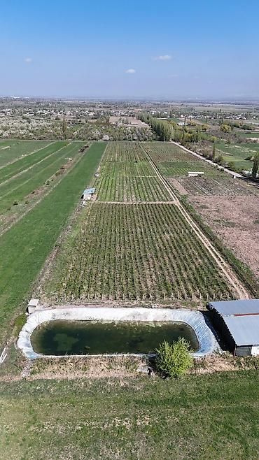 Продажа сельхоз предприятий: Питомник растений, 220 соток, Действующий, Частично с оборудованием, Холодная вода, Электричество — 25