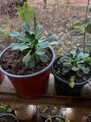 Otaq bitkiləri: Her biri ucuz kimete Gencededi catirma var size yaxin yere ancag — 44