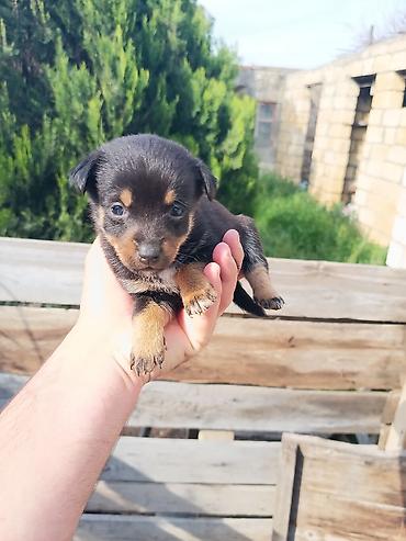 İtlər: Ünvandan götürmə — 8