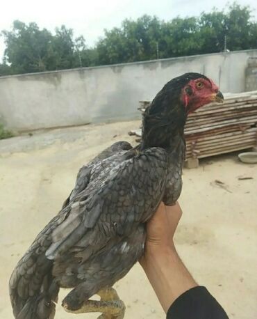 Tutuquşları: Heyratı Toyuq.Heyvan Göz Qabaqındadır.Təmiz Heyvandır.Hazırda Qırt