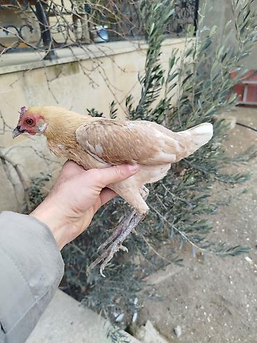 toyug hini: Toyuq, Damazlıq, Rayonlara çatdırılma — 1