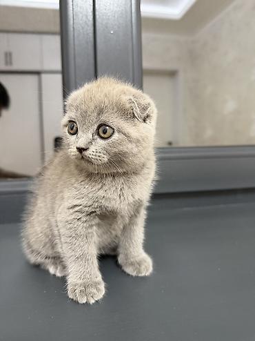 британская вислоухая кошка: Британская короткошёрстная, 2 месяца, Девочка, Приучена к лотку — 5