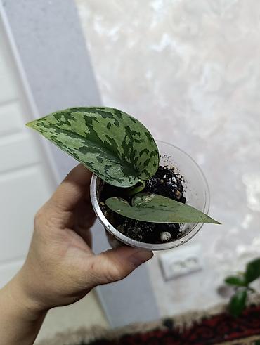 Сингониумы: Распродажа сортовых и редких комнатных растений, цены и названия — 9