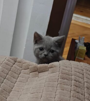 Pişiklər: Şotland, Erkək, Ünvandan götürmə — 6